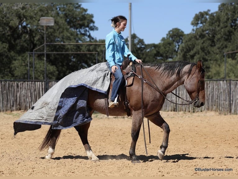 American Quarter Horse Castrone 15 Anni Baio roano in Weatherford TX