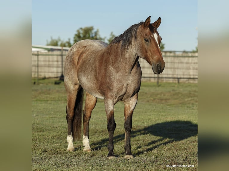 American Quarter Horse Castrone 15 Anni Baio roano in Weatherford TX