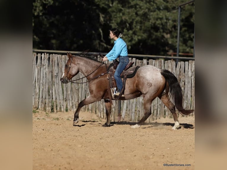 American Quarter Horse Castrone 15 Anni Baio roano in Weatherford TX