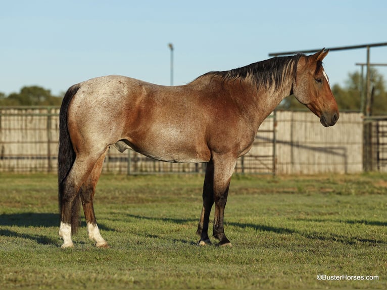 American Quarter Horse Castrone 15 Anni Baio roano in Weatherford TX