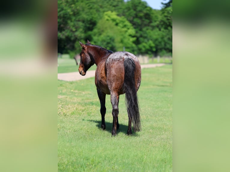 American Quarter Horse Castrone 15 Anni Baio roano in Forney