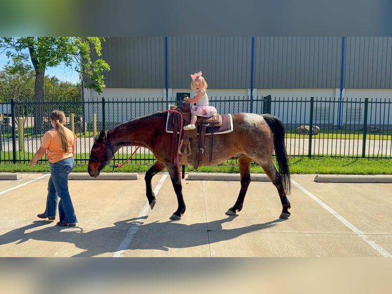 American Quarter Horse Castrone 15 Anni Baio roano in Forney