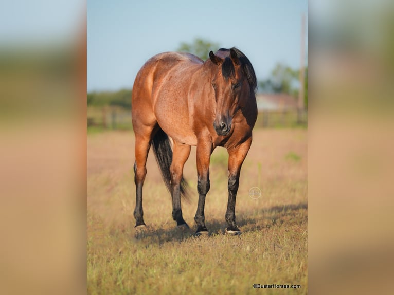 American Quarter Horse Castrone 15 Anni Baio roano in Weatherford TX