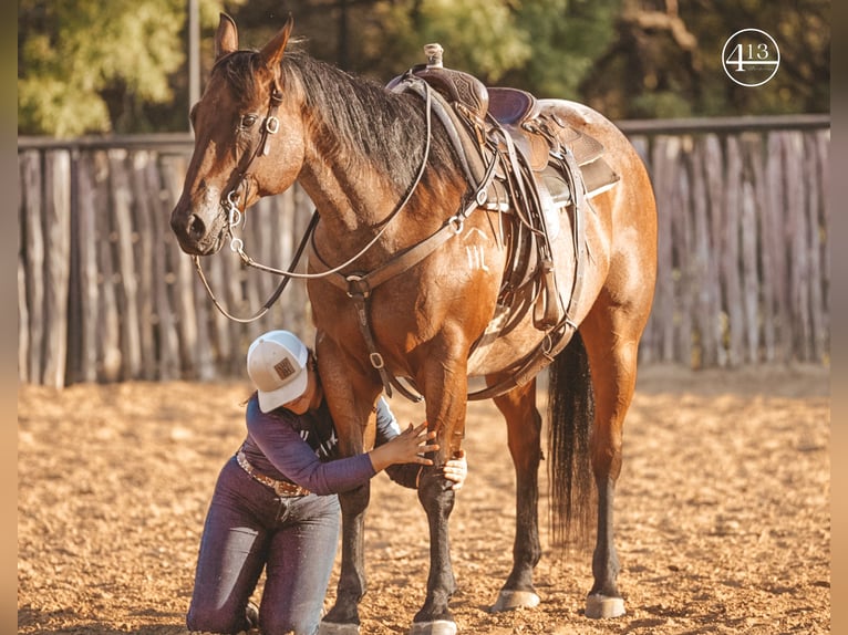 American Quarter Horse Castrone 15 Anni Baio roano in Weatherford TX