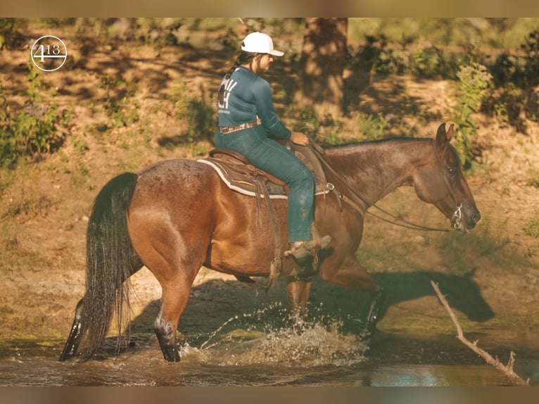 American Quarter Horse Castrone 15 Anni Baio roano in Weatherford TX