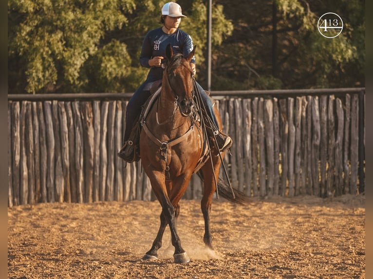 American Quarter Horse Castrone 15 Anni Baio roano in Weatherford TX