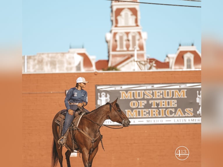 American Quarter Horse Castrone 15 Anni Baio roano in Weatherford TX