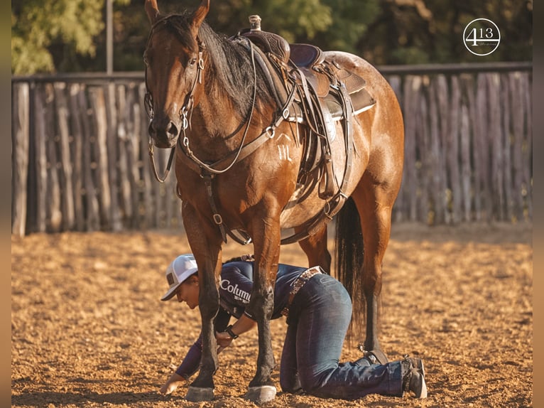 American Quarter Horse Castrone 15 Anni Baio roano in Weatherford TX