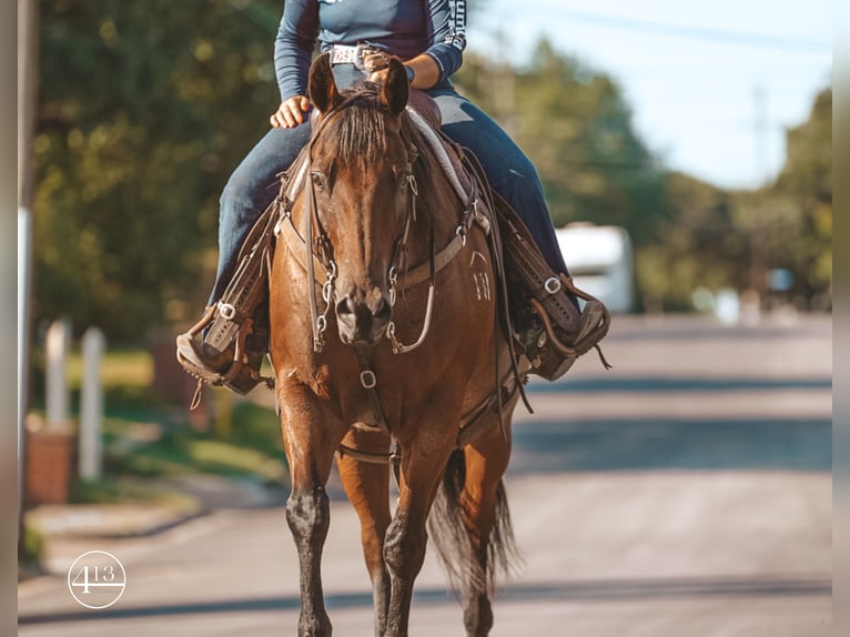 American Quarter Horse Castrone 15 Anni Baio roano in Weatherford TX