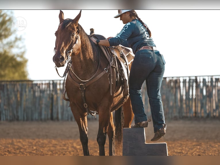 American Quarter Horse Castrone 15 Anni Baio roano in Weatherford TX