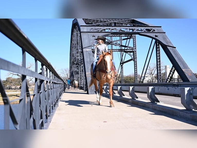 American Quarter Horse Castrone 15 Anni Falbo in Waco TX