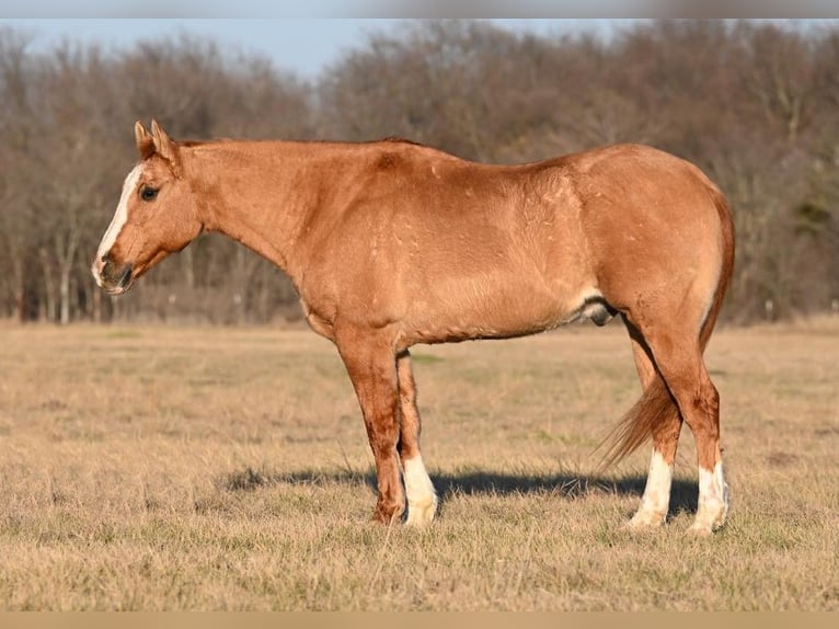 American Quarter Horse Castrone 15 Anni Falbo in Waco TX