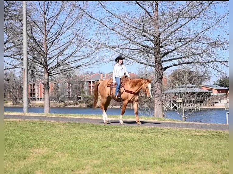 American Quarter Horse Castrone 15 Anni Falbo in Waco TX