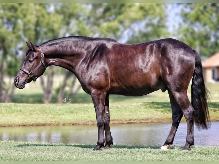 American Quarter Horse Castrone 15 Anni Morello in Athens KY