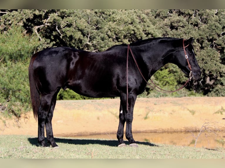 American Quarter Horse Castrone 15 Anni Morello in Clebourne TX