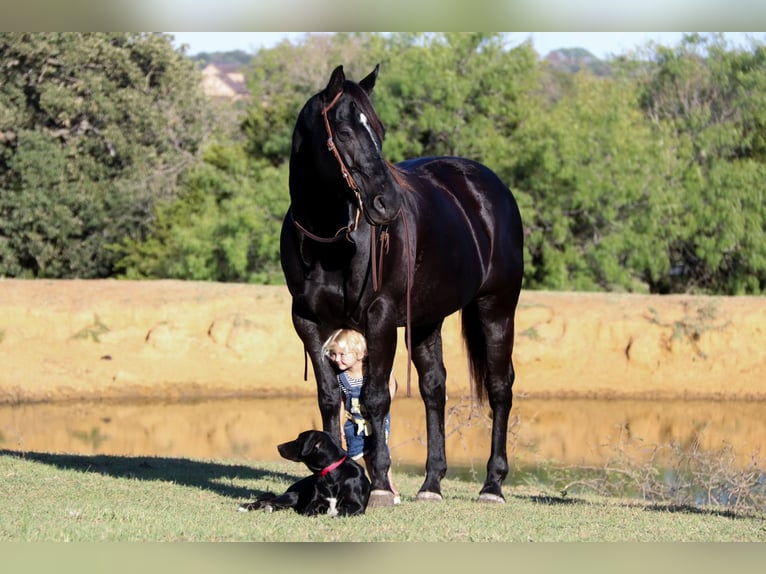 American Quarter Horse Castrone 15 Anni Morello in Clebourne TX