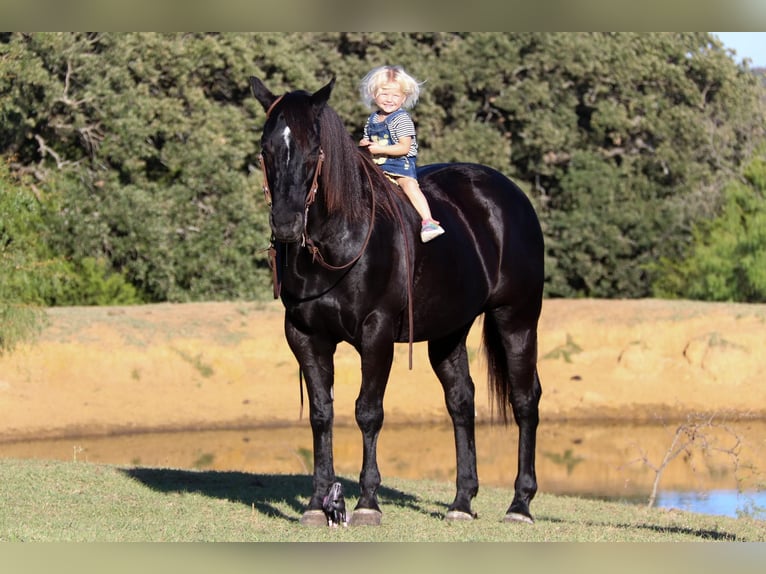 American Quarter Horse Castrone 15 Anni Morello in Clebourne TX