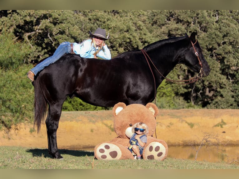 American Quarter Horse Castrone 15 Anni Morello in Clebourne TX