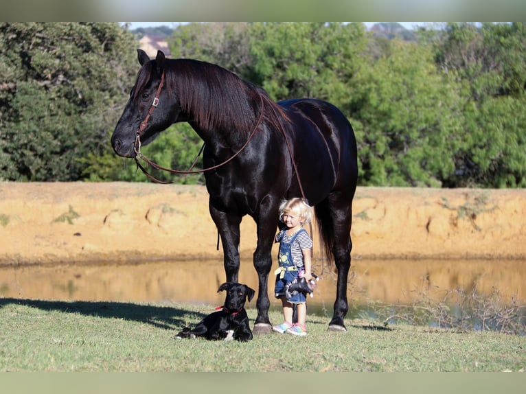 American Quarter Horse Castrone 15 Anni Morello in Clebourne TX