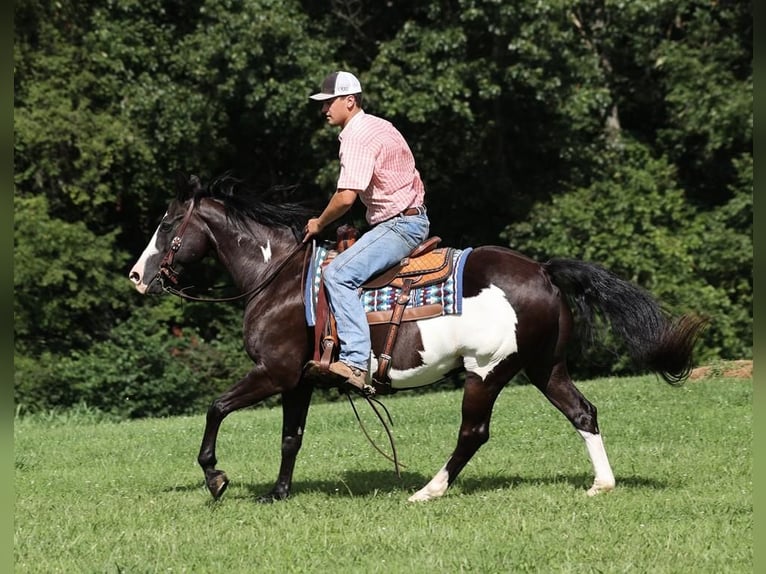 American Quarter Horse Castrone 15 Anni Morello in Mount Vernon, KY