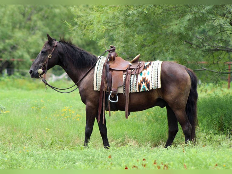 American Quarter Horse Castrone 15 Anni Morello in Stephenville, TX