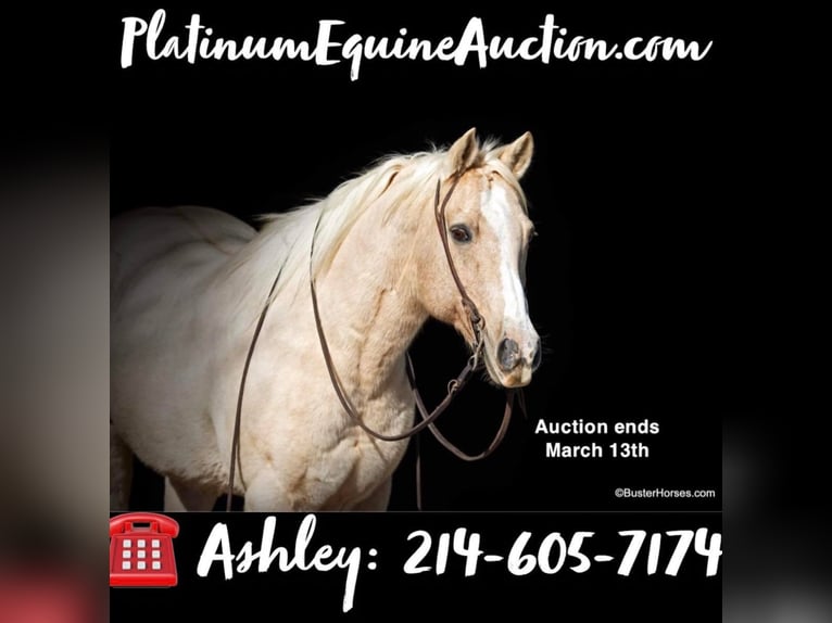 American Quarter Horse Castrone 15 Anni Palomino in Weatherford, TX