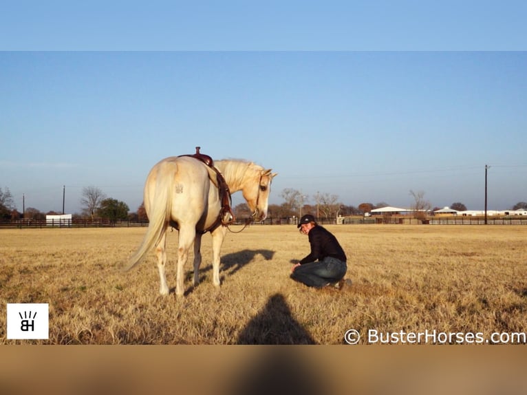 American Quarter Horse Castrone 15 Anni Palomino in Weatherford, TX