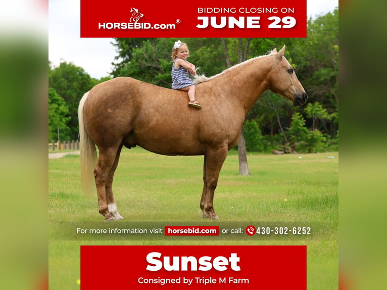 American Quarter Horse Castrone 15 Anni Palomino in Forney