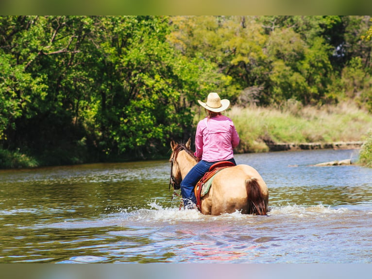 American Quarter Horse Castrone 15 Anni Pelle di daino in Stephenville, TX