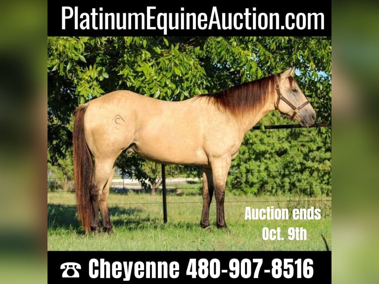 American Quarter Horse Castrone 15 Anni Pelle di daino in Stephenville, TX