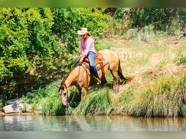 American Quarter Horse Castrone 15 Anni Pelle di daino in Stephenville, TX