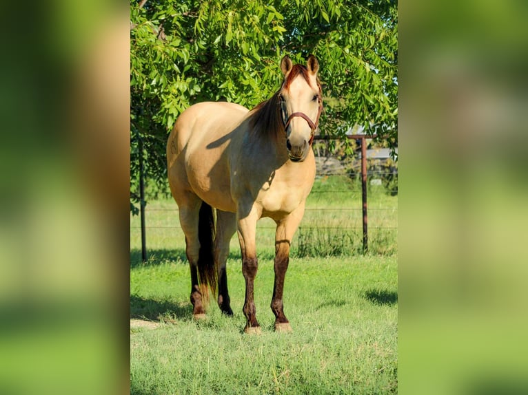 American Quarter Horse Castrone 15 Anni Pelle di daino in Stephenville, TX