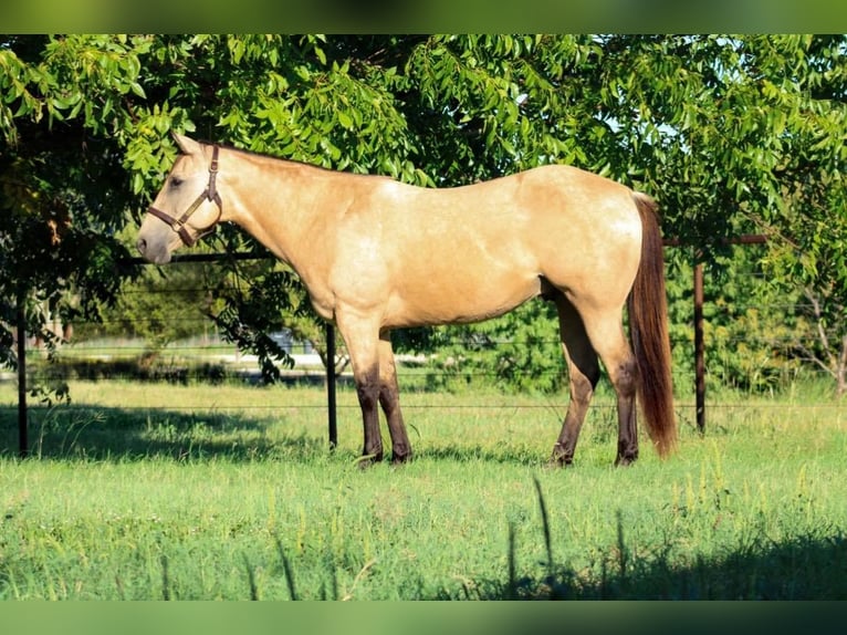 American Quarter Horse Castrone 15 Anni Pelle di daino in Stephenville, TX