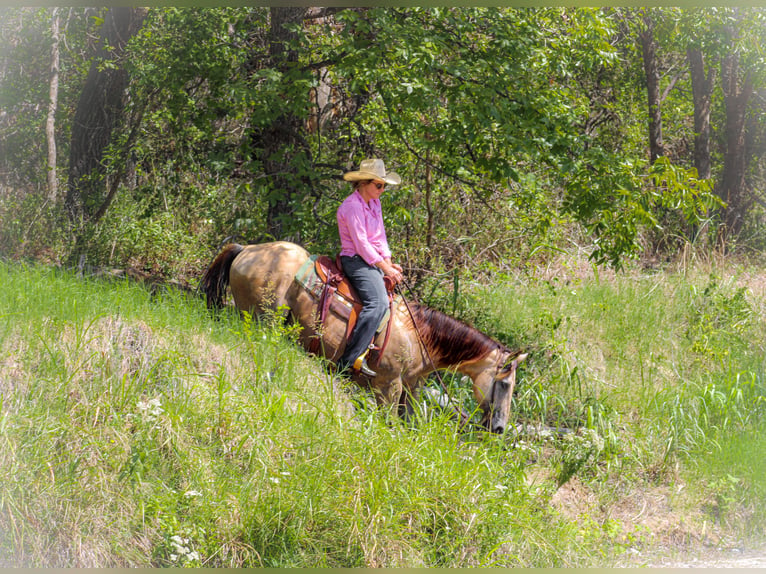 American Quarter Horse Castrone 15 Anni Pelle di daino in Stephenville, TX