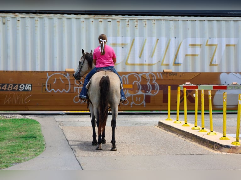American Quarter Horse Castrone 15 Anni Pelle di daino in Forney