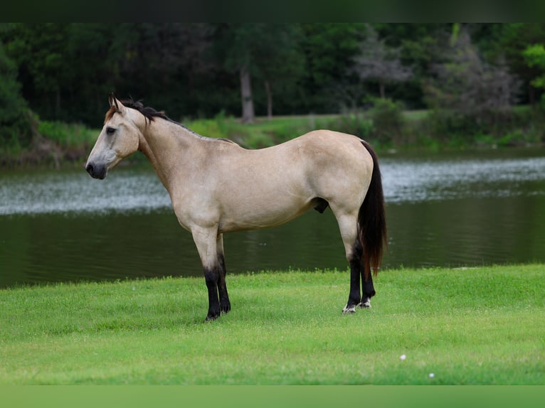 American Quarter Horse Castrone 15 Anni Pelle di daino in Forney