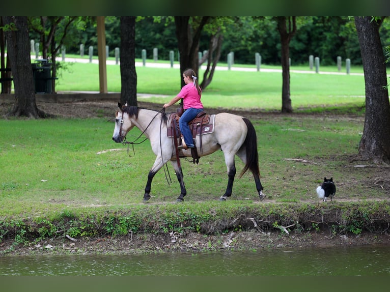 American Quarter Horse Castrone 15 Anni Pelle di daino in Forney