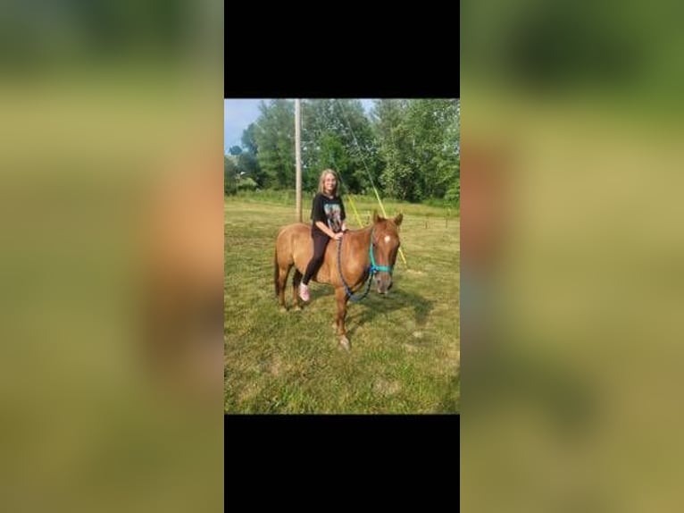 American Quarter Horse Castrone 15 Anni Red dun in Ponce De Leon