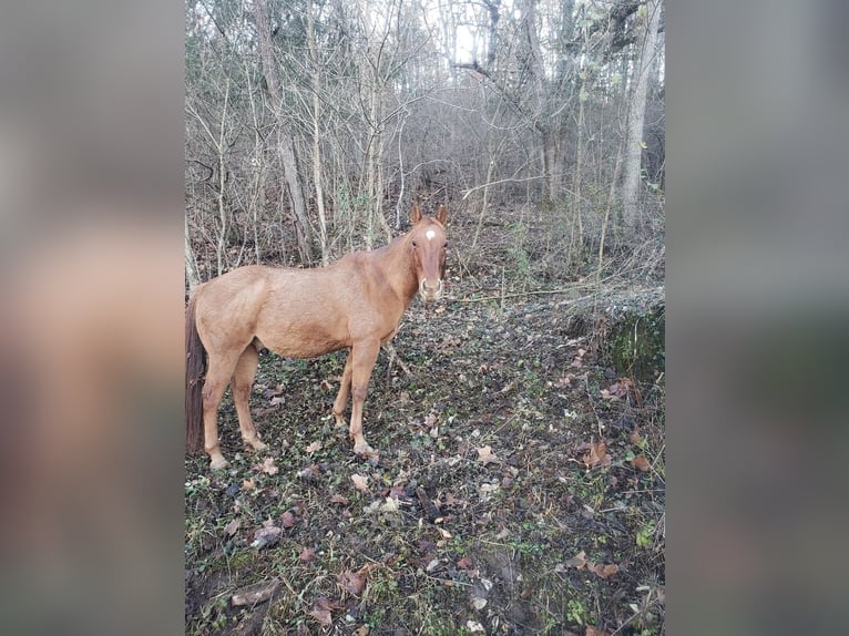 American Quarter Horse Castrone 15 Anni Red dun in Ponce De Leon