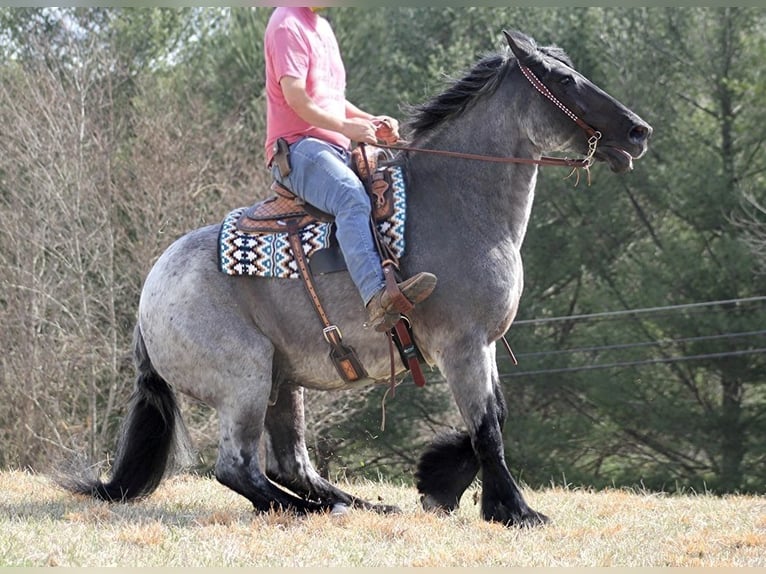 American Quarter Horse Castrone 15 Anni Roano blu in Brodhead Ky