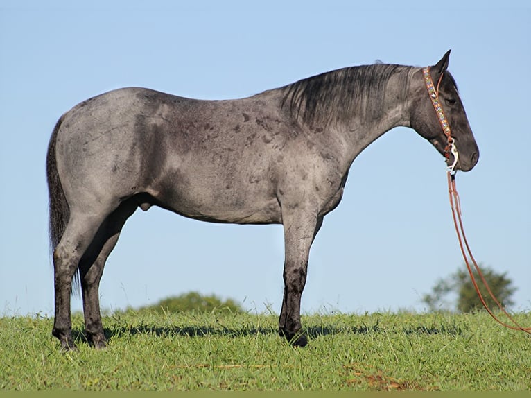 American Quarter Horse Castrone 15 Anni Roano blu in Mount vernon Ky