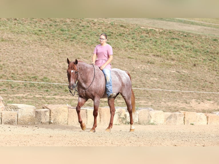 American Quarter Horse Castrone 15 Anni Roano rosso in Millersburg