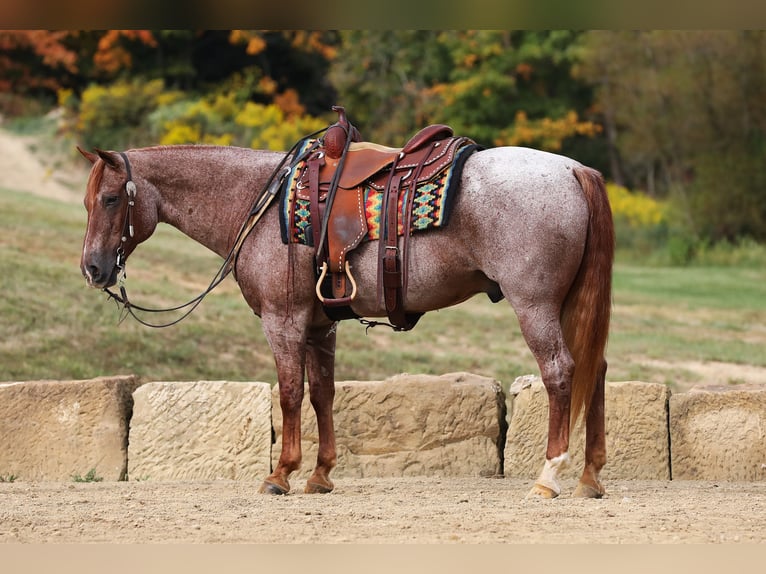 American Quarter Horse Castrone 15 Anni Roano rosso in Millersburg