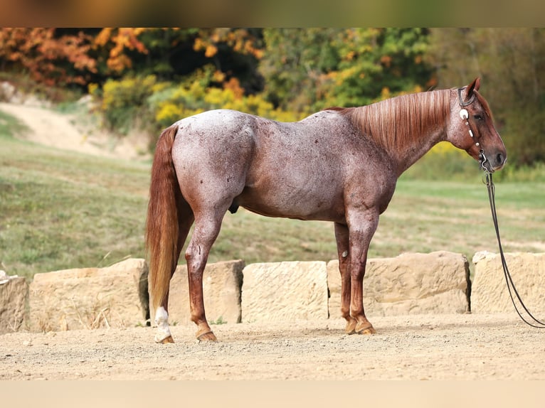 American Quarter Horse Castrone 15 Anni Roano rosso in Millersburg