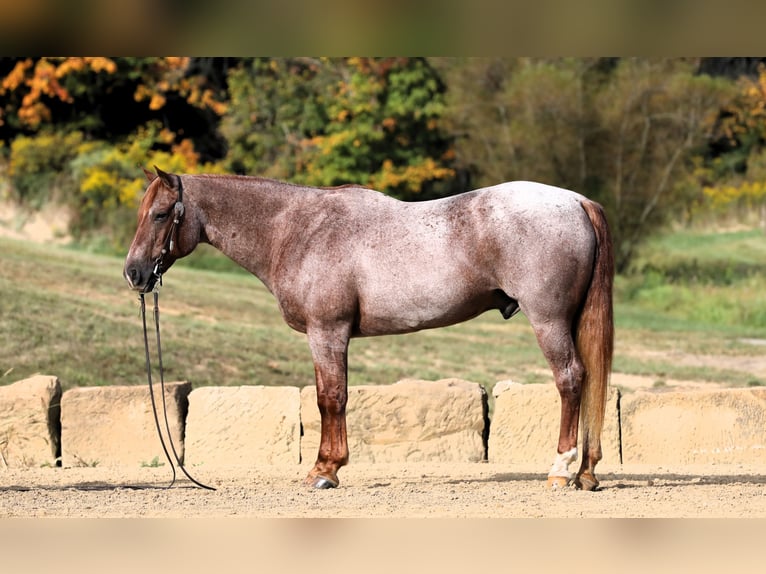 American Quarter Horse Castrone 15 Anni Roano rosso in Millersburg