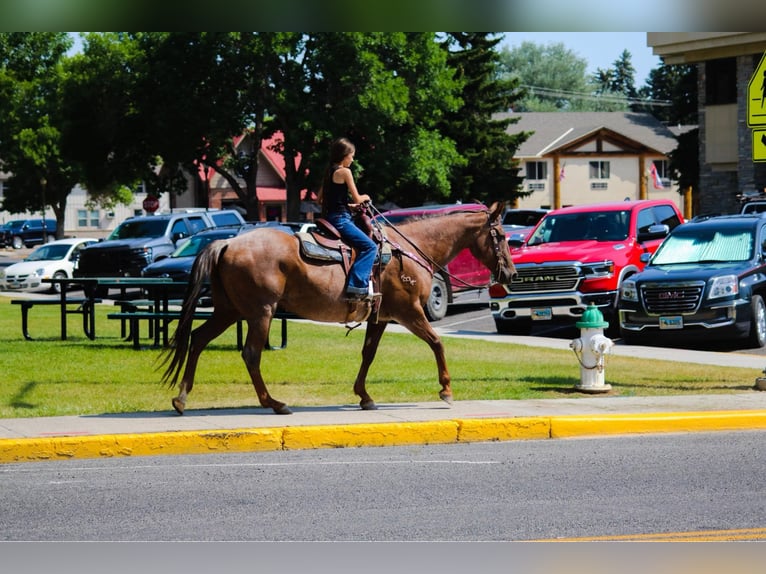 American Quarter Horse Castrone 15 Anni Roano rosso in Stephenville TX