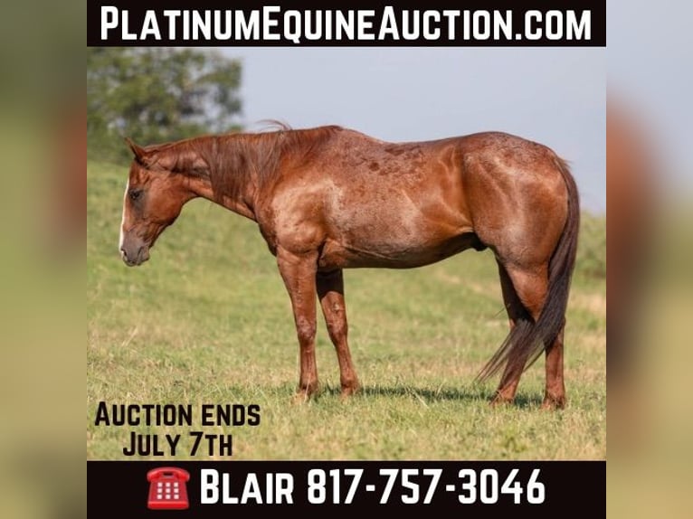 American Quarter Horse Castrone 15 Anni Roano rosso in Weatherford TX