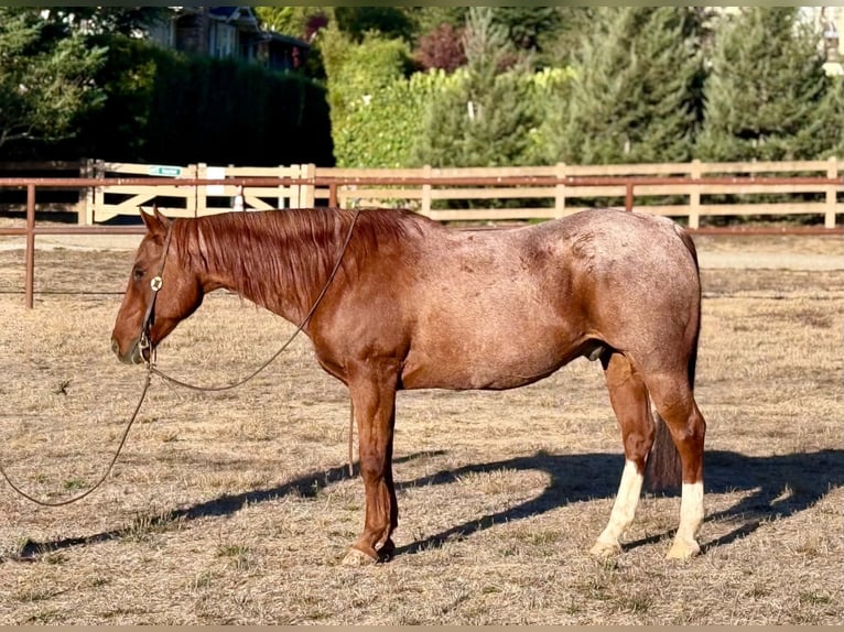 American Quarter Horse Castrone 15 Anni Roano rosso in King City