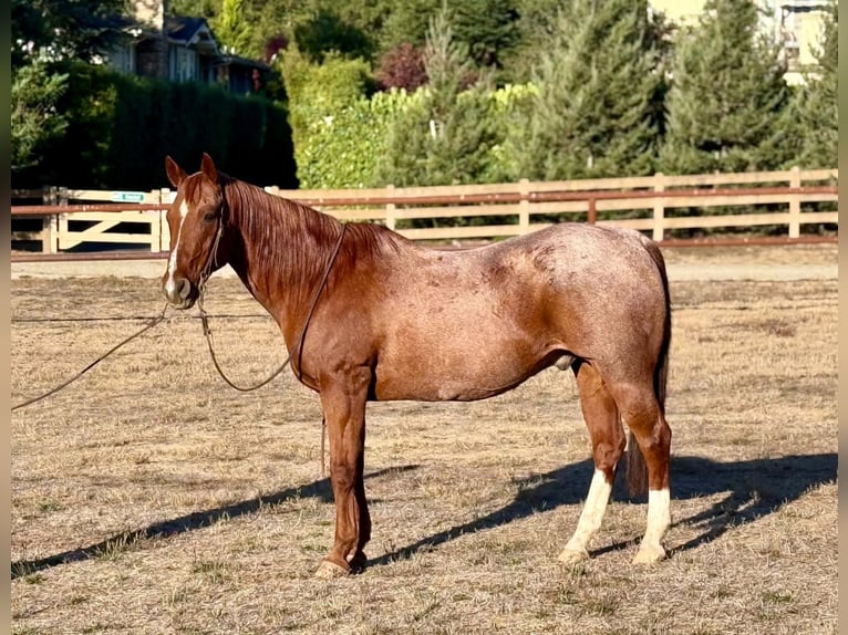 American Quarter Horse Castrone 15 Anni Roano rosso in King City