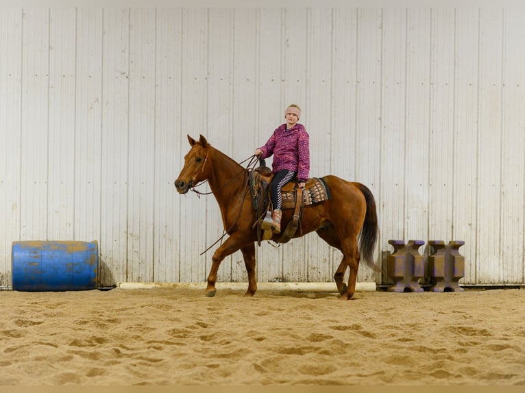 American Quarter Horse Castrone 15 Anni Sauro ciliegia in Cannon Falls